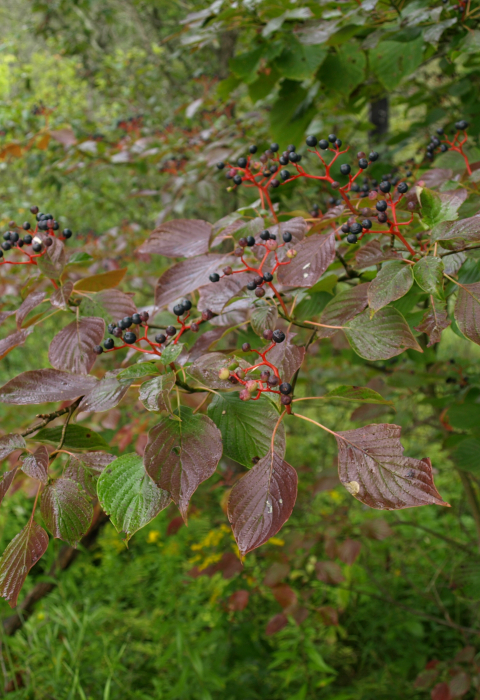 image of pagoda dogwood fruits