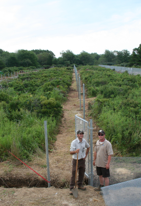 Workers building hardening pen at Ninigret National Wildlife Refuge