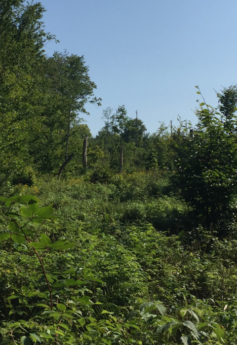 young forest growing in Massachusetts