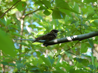 whip-poor-will on branch