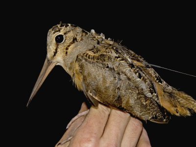 American woodcock equipped with antenna