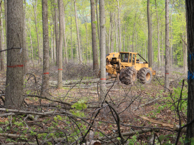 timber harvest to help wildlife