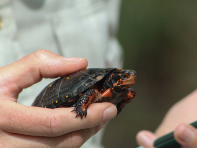 spotted turtle