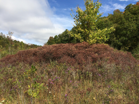 Clump of gray dogwood used by golden-winged warblers.