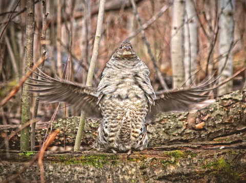 Ruffed grouse drumming on log