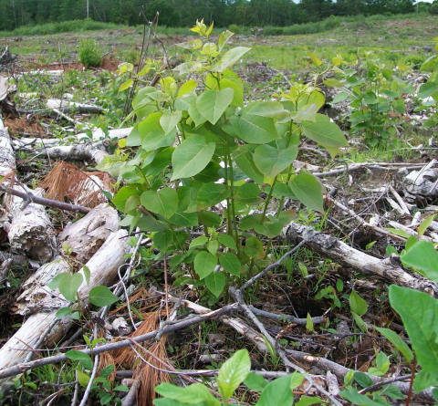 aspen sprout