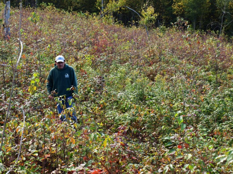 forester lou bushey checks tree regeneration on timber harvest