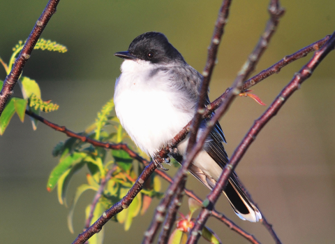 Eastern kingbird