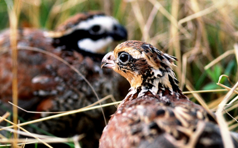 Bobwhite quail female